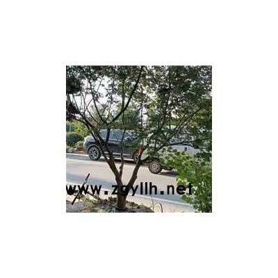 芜湖鸡爪槭-佳邦-鸡爪槭图片