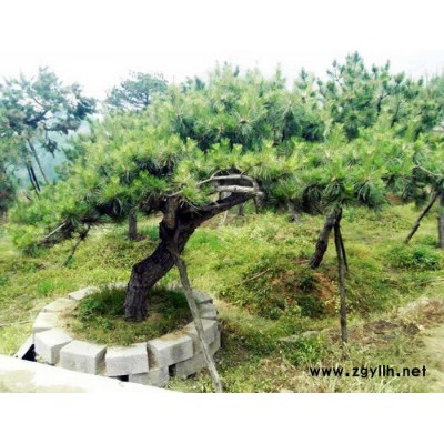 莱芜戎新造型松(图)-景观松多少钱-安庆景观松