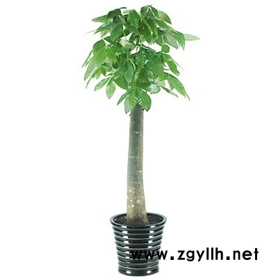 江岸绿化养护-雅淳花卉植物出租-物业绿化养护