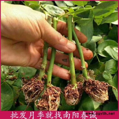庭院月季小苗-春诚现挖现卖-庭院月季小苗批发