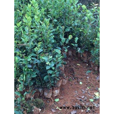 哪里的油茶树苗比较好-苏州油茶树苗-白土镇高产油茶苗圃