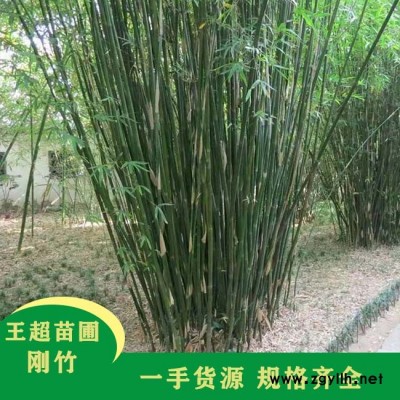 潢川3米高刚竹基地-豫宛园林供应各类苗木-潢川3米高刚竹