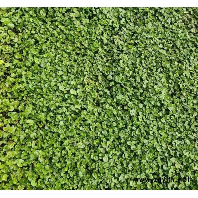 马蹄金草坪价格表-弥勒马蹄金草坪-安宁铭岩草坪种植园