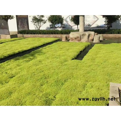 金叶佛甲草报价-韵可园林-金叶佛甲草