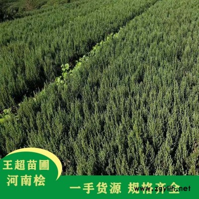 豫宛景观工程绿化苗木-1.1米高河南刺柏
