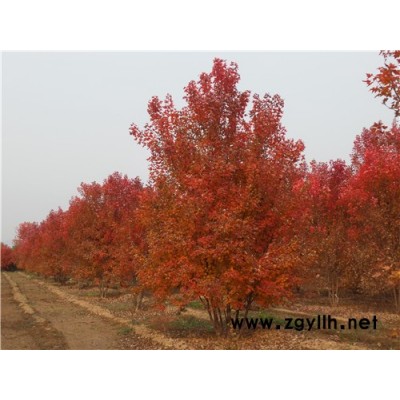 金枫绿化(图)-4米丛生美国红枫批发价格-丛生美国红枫