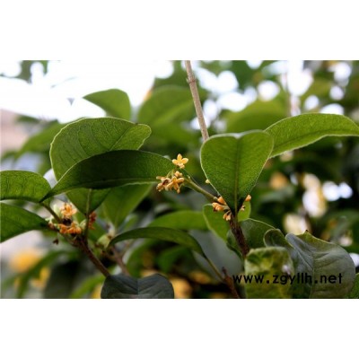 桂花出售-连云港桂花-  淘氧彩叶苗木(查看)