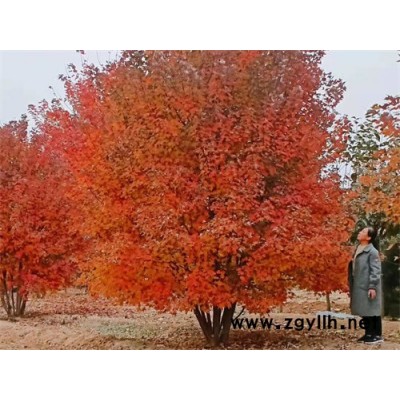 彩叶乔木丛生美国红枫-金枫绿化-丛生美国红枫