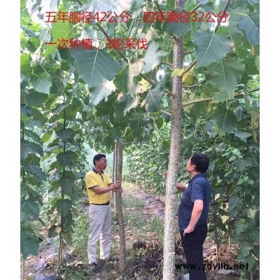 国家审定的速生杨树苗出售-吉德-三门峡国家审定的速生杨树苗