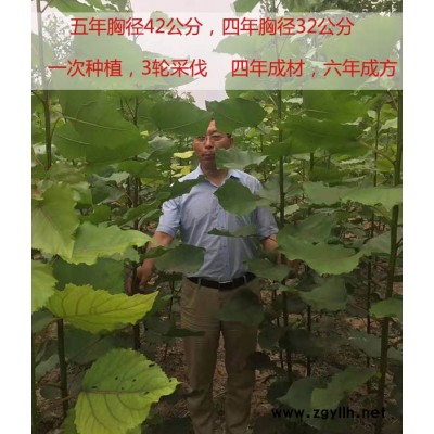 山东速生杨树苗价格电话-吉德(推荐商家)