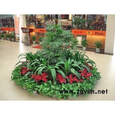 商场花卉出租-武昌花卉-雅淳租花(查看)