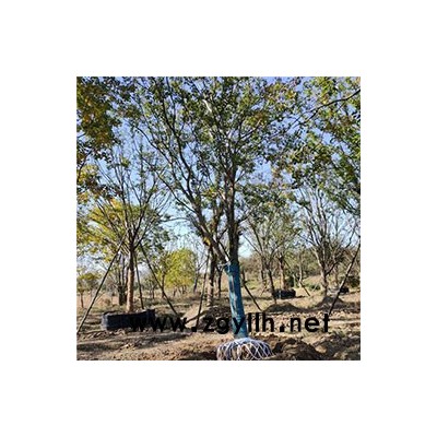 丛生乌桕-丛生乌桕基地-佳邦(诚信商家)