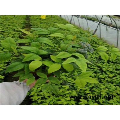 火焰南天竹25公分价格-金枫绿化-火焰南天竹