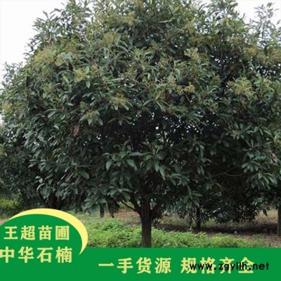 河南5公分椤木石楠基地电话-豫宛景观工程绿化苗木