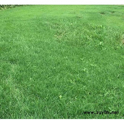 剪股颖多少钱一平方-剪股颖-安宁铭岩草坪报价