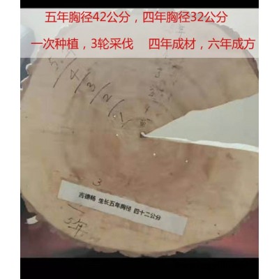 丰产无絮速生杨价格多少钱-  吉德农林批发优惠