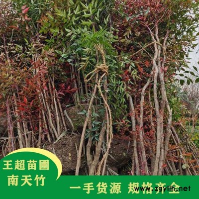 河南南天竹基地-河南南天竹-豫宛园林规格齐全