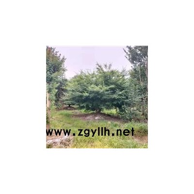 鸡爪槭胸径-鸡爪槭-佳邦