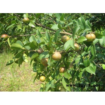 大红花油茶苗-油茶苗-白土镇高产油茶苗圃1