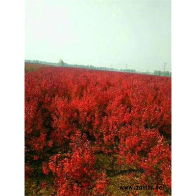 美国红点红枫种植产地-美国红点红枫-韵可园林(查看)
