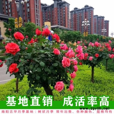 吉华月季培育基地(图)-大花月季批发基地-长治大花月季基地