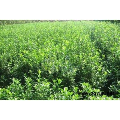 大叶黄杨-芳青花卉苗-大叶黄杨容器苗