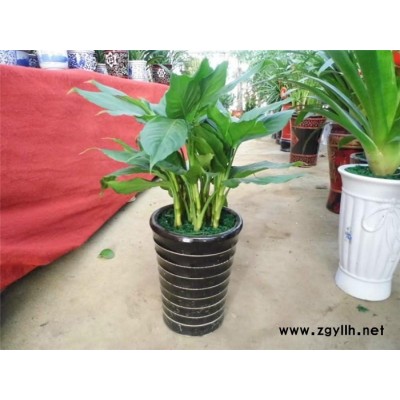 武汉雅淳花卉-武汉绿植摆租