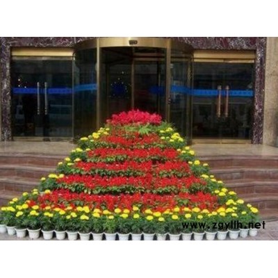 沌口租花-雅淳租花