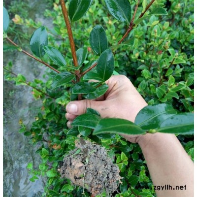攀枝花油茶树苗-白土镇高产油茶苗圃-良种油茶树苗