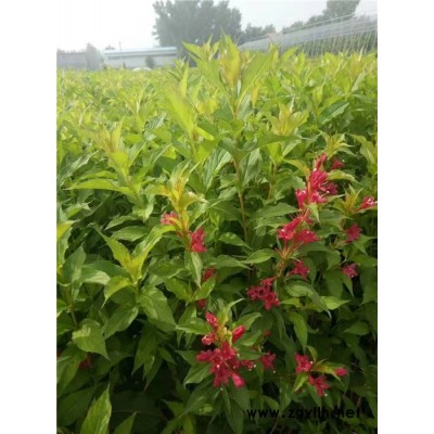 红王子锦带容器苗-红王子锦带-芳青花卉苗(在线咨询)