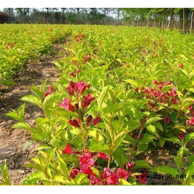 红王子锦带-芳青花卉苗-红王子锦带地栽苗
