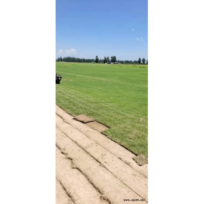 武汉绿化养护-雅淳花卉