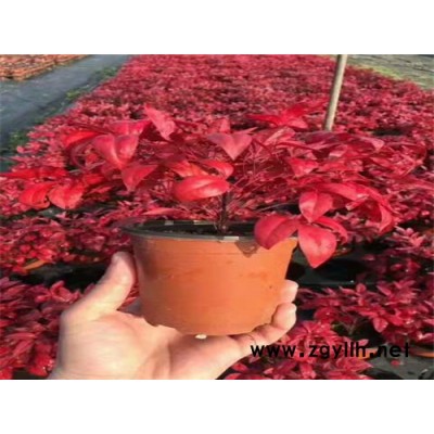 火焰南天竹绿化苗供应商-火焰南天竹-金枫绿化