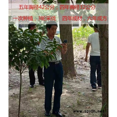 速生杨树苗多少钱-吉德杨速生无絮杨树苗