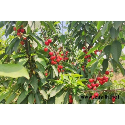 河北樱桃苗品种出售产品介绍