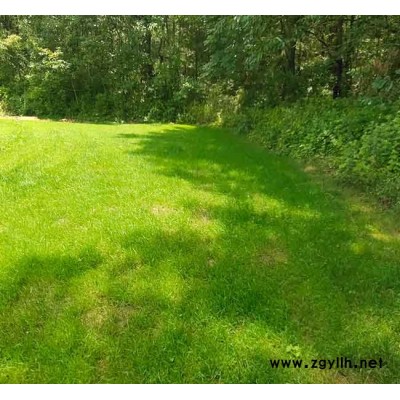 四季青多少钱-昭通四季青-安宁铭岩草坪报价