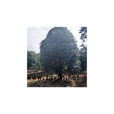 桂花树-佳邦(在线咨询)-赣州桂花