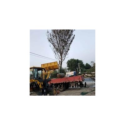 榉树-佳邦-榉树图片