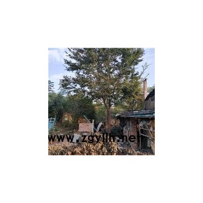 榉树价格-佳邦-榉树