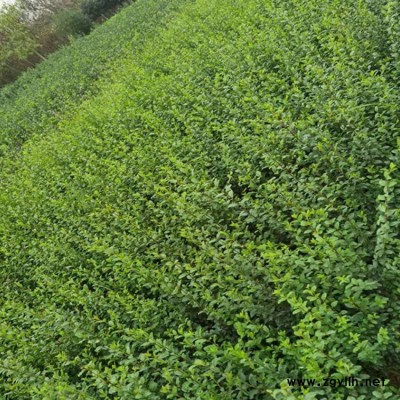 工程苗小叶女贞苗树 工程苗小叶女贞苗基地