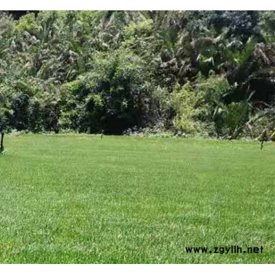 球场草坪种植园-安宁铭岩草坪价格-楚雄球场草坪