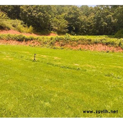 四季青多少钱-安宁铭岩草坪价格-云南四季青