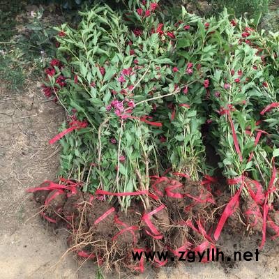 红王子锦带-芳青花卉苗-红王子锦带多少钱