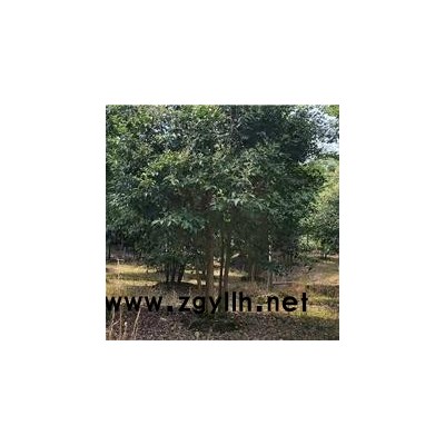 丛生女贞批发-佳邦(在线咨询)-丛生女贞