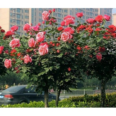 古桩月季树-晋中古桩月季-山林月季种植