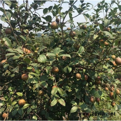三年生油茶苗-白土镇高产油茶苗圃1-南昌油茶苗