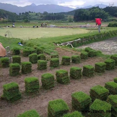 混播四季青草坪-贤惠园林绿化真草坪-混播四季青草坪哪里有