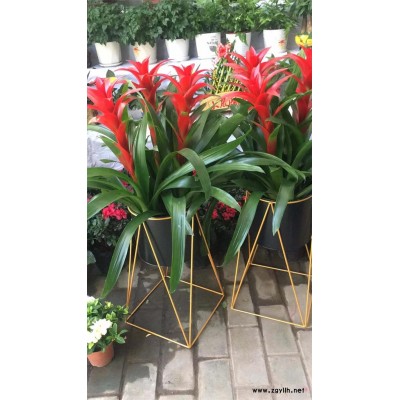 庆典花篮预定-美静园艺花卉出租设计-光谷开业花篮