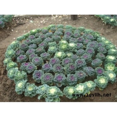 草花-芳青花卉苗(图)-黄楼草花