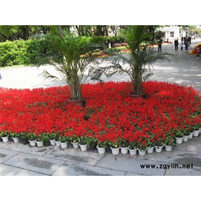 耐寒草花-芳青花卉苗(在线咨询)-草花